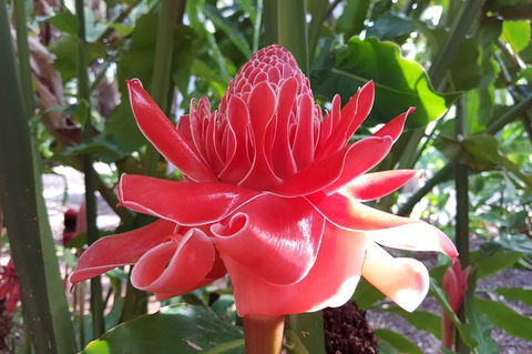 Walk The Darwin Botanic Gardens - QLD Tourism 5