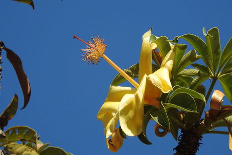 Walk The Darwin Botanic Gardens - QLD Tourism 6