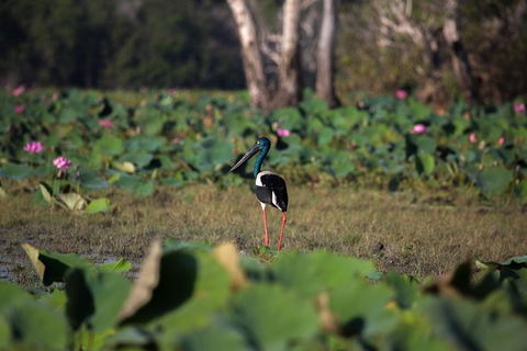4:30pm Safari Cruise (1.5 Hours) - QLD Tourism 0