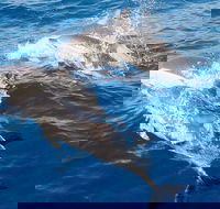 Port Stephens Day Tour From Sydney Including 4WD Sandboarding and Dolphins - Queensland Tourism