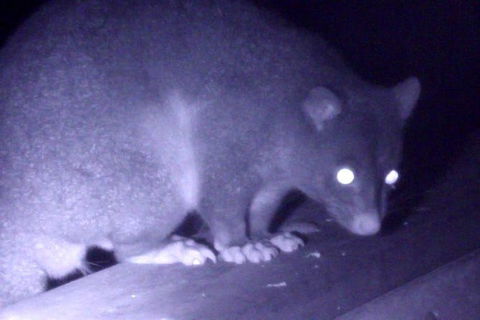 Byron Bay Night Vision Walk - Queensland Tourism 1