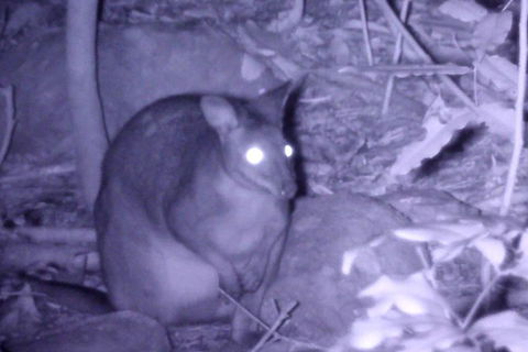 Byron Bay Night Vision Walk - Queensland Tourism 5