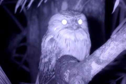 Byron Bay Night Vision Walk - Queensland Tourism 6