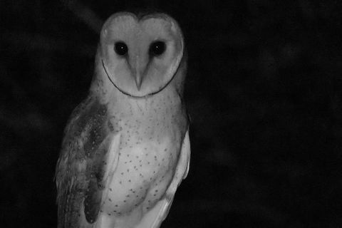 Byron Bay Night Vision Walk - Queensland Tourism 7