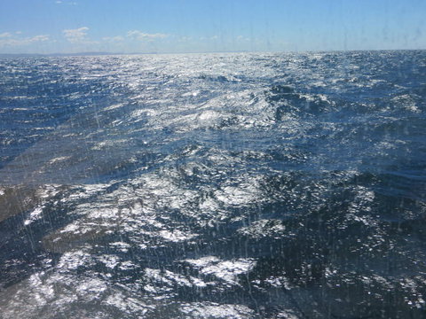 Sydney Whale-Watching Cruise - QLD Tourism 5