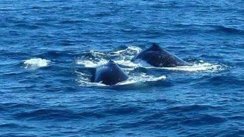 Sydney Whale-Watching Cruise - QLD Tourism 2