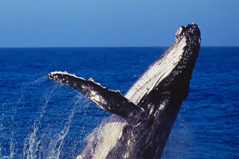 Sydney Whale-Watching Cruise - QLD Tourism 0