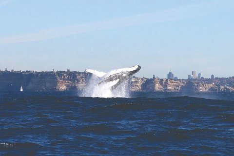 Sydney Whale-Watching Cruise - QLD Tourism 9