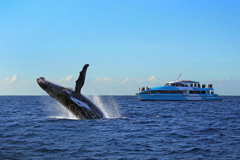 Sydney Whale-Watching Cruise - QLD Tourism 8