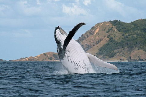 Byron Bay Whale Watching Cruise - Queensland Tourism 1