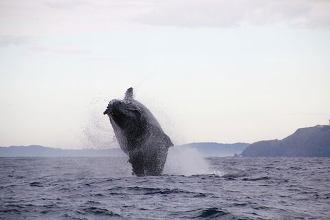 Byron Bay Whale Watching Cruise - Queensland Tourism 9