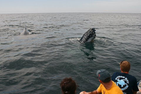 Byron Bay Whale Watching Cruise - Queensland Tourism 12