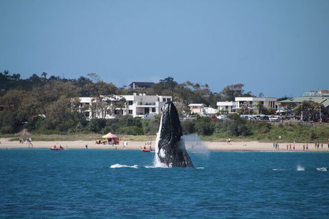 Byron Bay Whale Watching Cruise - Queensland Tourism 11