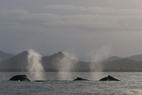 Byron Bay Whale Watching Cruise - Queensland Tourism 6