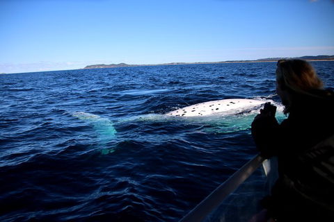 Byron Bay Whale Watching Cruise - Queensland Tourism 8