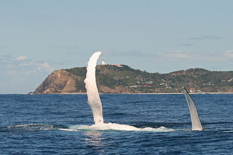 Byron Bay Whale Watching Cruise - Queensland Tourism 4
