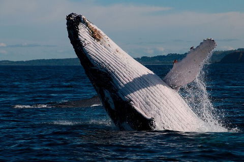 Byron Bay Whale Watching Cruise - Queensland Tourism 5