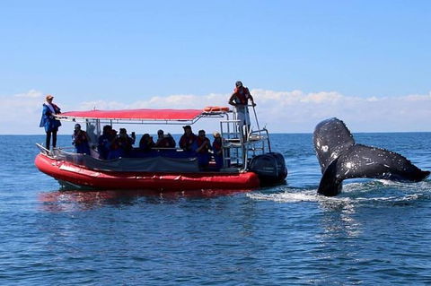 Byron Bay Whale Watching Cruise - Queensland Tourism 2
