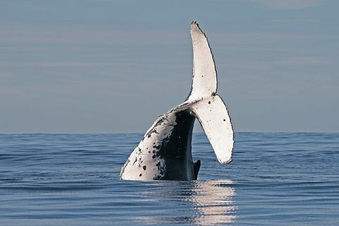 Byron Bay Whale Watching Cruise - Queensland Tourism 3