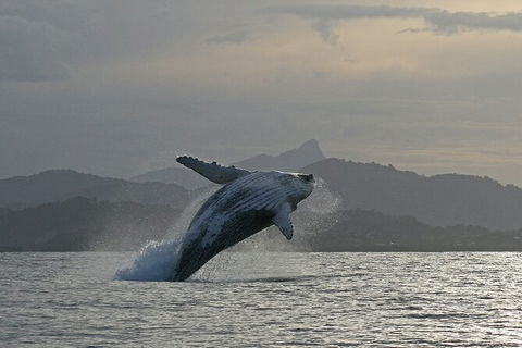 Byron Bay Whale Watching Cruise - Queensland Tourism 10
