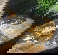 Armadale Reptile Centre - Queensland Tourism