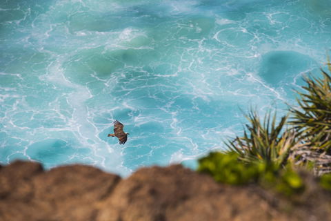 Birdwatching On The Fraser Coast - Queensland Tourism 0