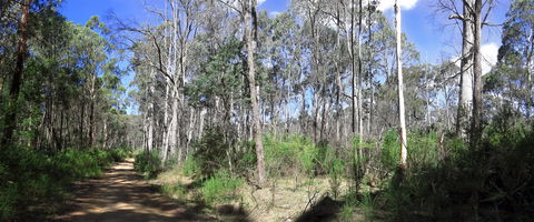 Blue Range Camping And Picnic Area - Queensland Tourism 1