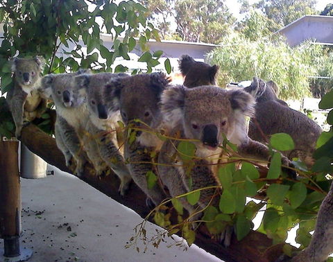 Cohunu Koala Park - Queensland Tourism 1