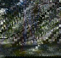 Green's Bush Long Circuit Walk - QLD Tourism