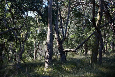 Green's Bush Long Circuit Walk - QLD Tourism 0