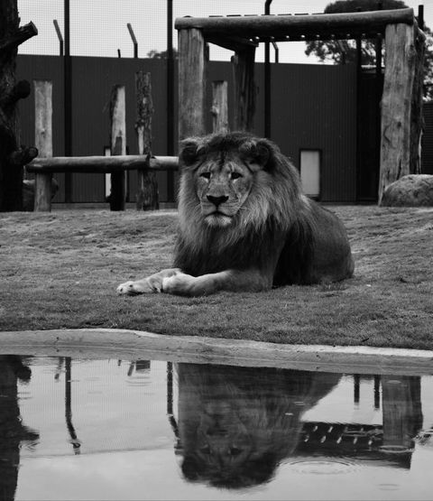 Hunter Valley Zoo - QLD Tourism 0