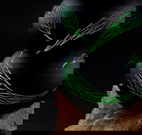 James McMurtrie's  Glass Blowing Studio and Gallery - Queensland Tourism