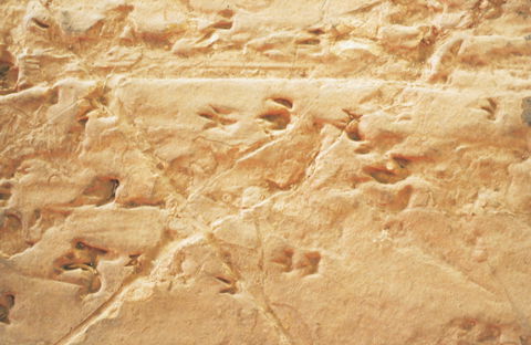 Lark Quarry Conservation Park - Queensland Tourism 2