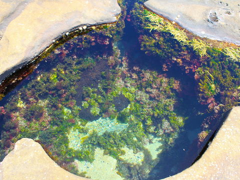 Little Shelley - QLD Tourism 1