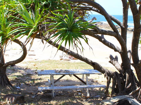 Little Shelley - QLD Tourism 2