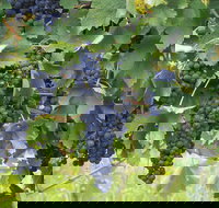 Luskintyre - QLD Tourism