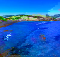 Snorkelling Montague Island - Queensland Tourism