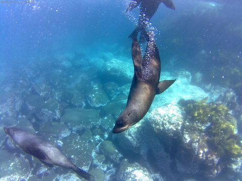 Snorkelling Montague Island - Queensland Tourism 1