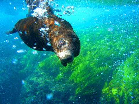 Snorkelling Montague Island - Queensland Tourism 2