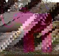 Animals on Bikes - Queensland Tourism