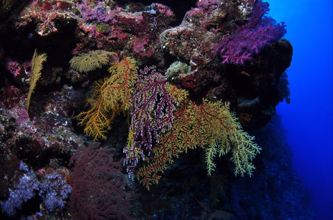 Around The Bend Dive Site - Queensland Tourism 0