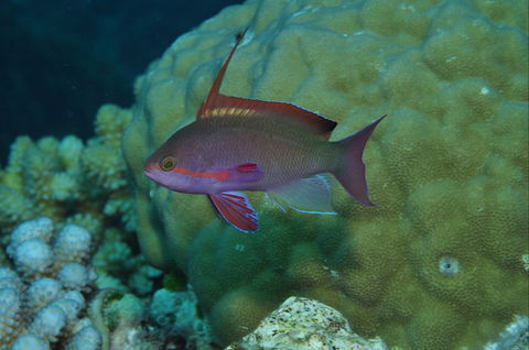 Around The Bend Dive Site - Queensland Tourism 1