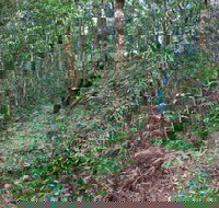 Blackbutt walking track - QLD Tourism