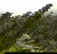 Cascade National Park - QLD Tourism