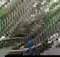 Curtain Fig Tree Yungaburra - QLD Tourism