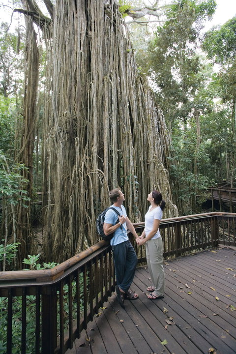 Curtain Fig Tree, Yungaburra - QLD Tourism 0