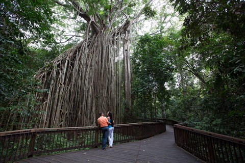 Curtain Fig Tree, Yungaburra - QLD Tourism 1