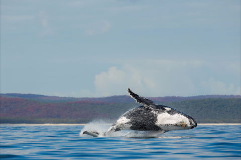 Fraser Coast Region - Queensland Tourism 1