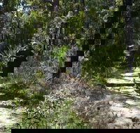 Karloo Walking Track - QLD Tourism