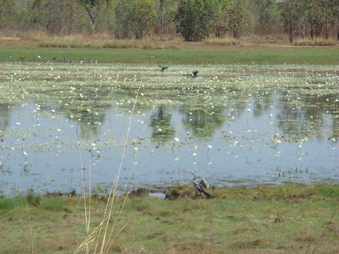 Leaning Tree Lagoon Nature Park - QLD Tourism 0